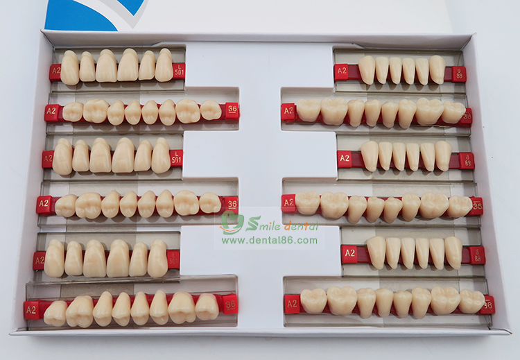 Two layer Acrylic Resin Teeth
